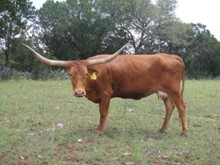 SDR Ella Marie