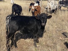 W2 Midnight or Later