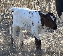 FF Miss Quiet Lady  bull 125
