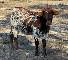 FF Maggie Moo 224