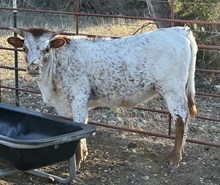 FF Painted Quilt heifer 324