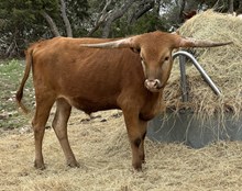 Mellow dreams steer FF 623