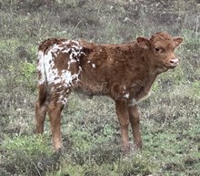 FF Fire Rose Bull 225