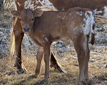 Mellow Dreams FF bull 525