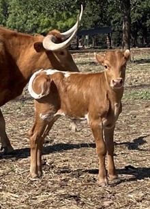 SR Waylon 8129 X LR Dixie Hart 2023 bull