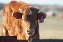 2020 Vanhorne's Ginger Heifer