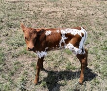 KDK PEG’S PRISCILLA 548