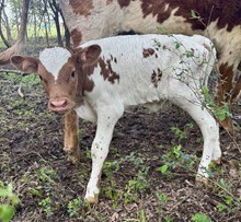 Annie 25 bull