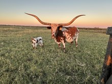 2017 Van Horne's Cora Heifer