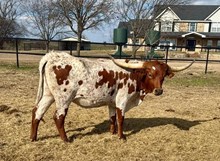 KDK CLAUDE'S HYDRA 🇺🇸