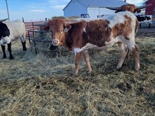 IRONMAN'S Pacific Reb