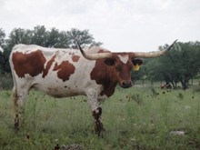 EOT Outback Stacy