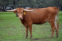 Bushwacker's Paradise HC