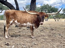 ECR Prairie Treasure