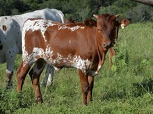 KDK PEG’S PRISCILLA 548