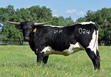 SR 007's Gianna 024