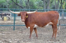 SR 007's Lucky Darlene 097