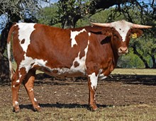 SR Clout's Sweetbriar 142