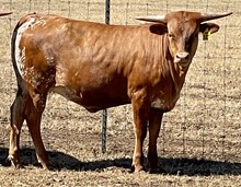 SR Lex's Darlin' 181