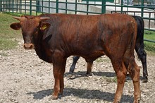 SR 215