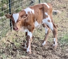 SR Waylon's Blithe 258