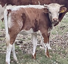 SR Charlie's Alina 293