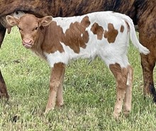 SR Waylon's Brie 341