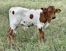 SR 345