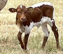 SR Waylon's Bella 354