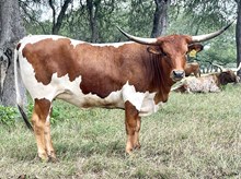 SR Waylon's Diamond 363