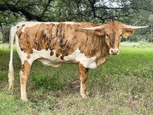 SR Waylon's Eliana 370