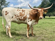 SR Waylon's Talisman 377