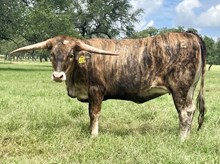 SR Waylon's Ember 412