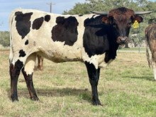 SR Waylon's Vision 413
