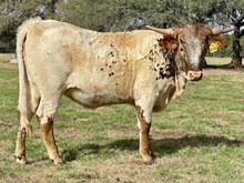 SR Waylon's Lace 414