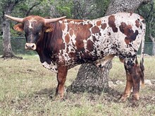 SR 448