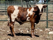 SR 479