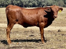 SR 151's Spicy Alina 511