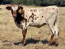 SR Charlie's Sofia 513