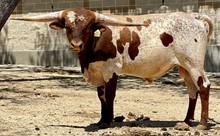 SR Vaquero Charlie 9124