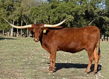 SR Outlaw's Song 830