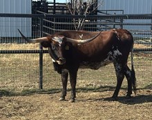 SR WAYLON'S ANTHEM 353 🇺🇸