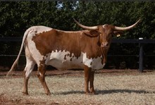 SR WAYLON´S BELLA 354 🇧🇷