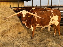 SR WAYLON'S JOY 349 🇺🇸