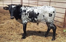 Tripp's Oreo