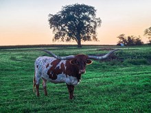 SUNNY'S DREAM GIRL 372/0