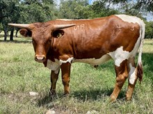 SR 463